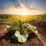 Zucchinipflanze auf einem Feld bei starker Sonneneinstrahlung.