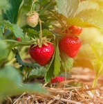 Erdbeerpflanze mit zum Teil schon reifen Erdbeeren