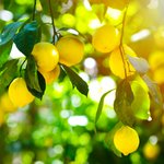 Reife, gelbe Zitronen am Baum