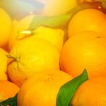 Nahaufnahme von vielen reifen Orangen