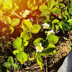 Erdbeerpflanze mit weißen Blüten
